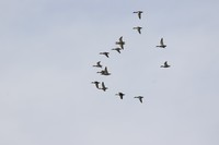 7D2的对焦拍景,花,人都不错