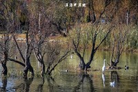 大理 · 洱海月湿地