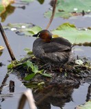 长沙西湖公园拍的鸟,求指教