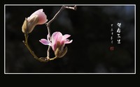 窈窕舞枝头的望春玉兰