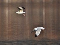 【视觉光影】银 鸥 飞 翔 (3)