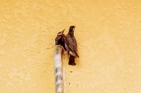 灰椋鸟妈妈的辛劳