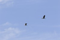 湿地公园保护鸟类