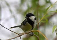 湿地公园拍鸟之---大山雀