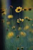 天人菊