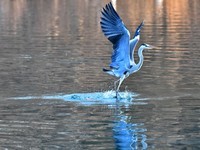 【视觉光影】明 湖 苍 鹭 (17)