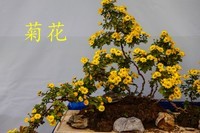岳麓山顶拍菊花3