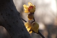 寻觅腊梅的光影