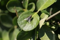 叶上蝇  花上蝶