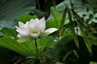莲荷——摄于上海天山公园