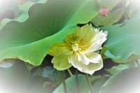 【荷您相遇】——摄于上海天山公园