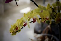 小花