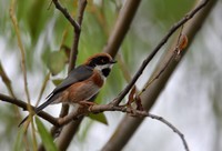 湿地公园拍鸟之---红头长尾山雀