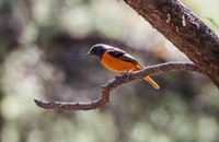 北红尾鸲(四十)