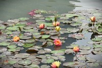【睡莲】——摄于上海虹桥中心花园