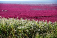 西海岸的美丽红海滩