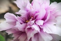 【国色芳华 春漾漕溪】——摄于上海漕溪公园