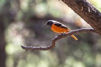 北红尾鸲(四十一)