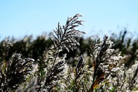 芦花飘飞韵律美
