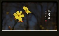 婆娑枝头的迎春花
