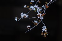 李花又来迷人眼