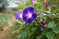 黑卡一代拍秋景