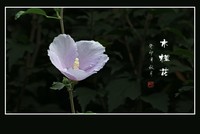 淡雅漂亮的木槿花