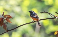 北红尾鸲(四十二)