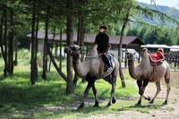 错过等一年!五六月七彩森林骑骆驼