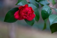 似缎如绸山茶花开