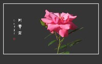 漂亮鲜艳的月季花
