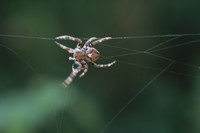 蜘蛛网与蜘蛛