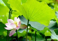 又见荷花开