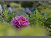 乙巳蛇年盛开的牡丹【4】