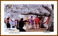 美色辽宁—樱花季龙王塘游人乐(大连市旅顺口)