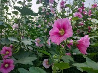 蜀葵—(手机)