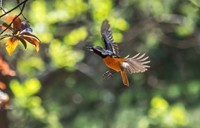 北红尾鸲(四十四)