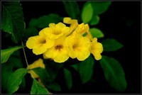 黄钟花