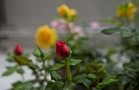 17-55mm f/2.8G,自家阳台试用一下。