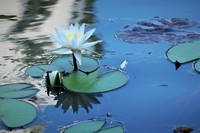【好运莲莲】——摄于上海天山公园