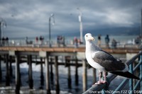 【实拍照片】永诺YN35mm F2Z DF DSM尼康微单Z卡口全画幅自动对焦镜头