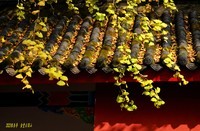 2023银杏季——成都金堂云顶山银杏美图