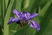 关东百花园(309)——紫色鸢尾花