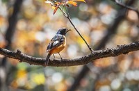 北红尾鸲(四十五)