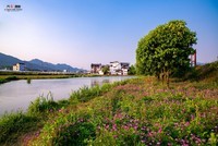 绿叶红花四月天