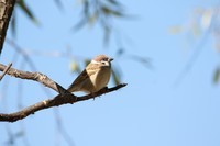 在今天7D2配100-400F4.5-5.6II仍然是绝配