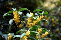 桂花飘香