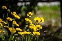 剑叶金鸡菊(六)