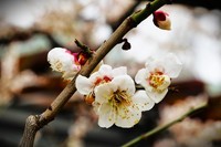 【梅花】——摄于上海静安雕塑公园