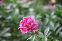 芍药花开1